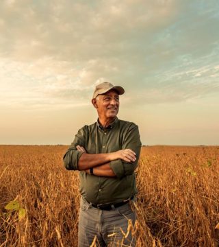 Senior farmer standing in soybean field examining crop at sunset.