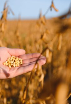 Close up of farmer's hand holding ripe soybean pod in cultivated field