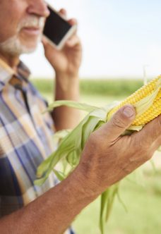 Farmer holding corn cob and talking on cell phone on field